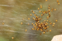 Des juvniles d'peire diadme (Araneae - Araneidae - Araneus diadematus)